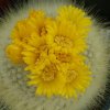 Parodia_chrysacanthion_1